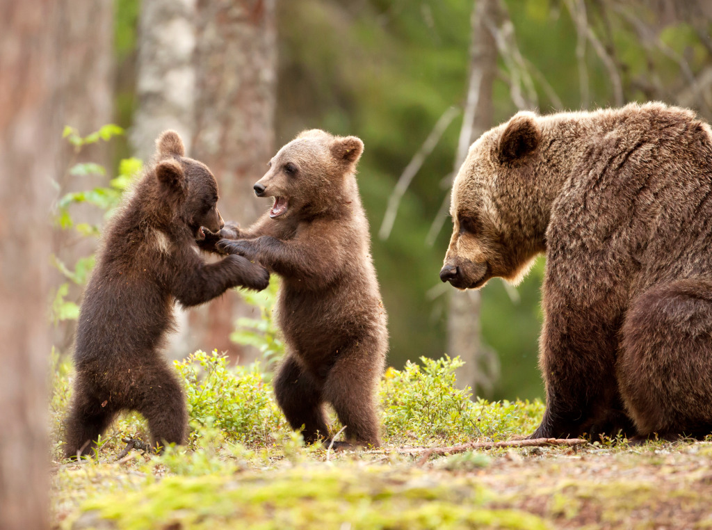 Eurasian Brown Bears jigsaw puzzle in Animals puzzles on TheJigsawPuzzles.com