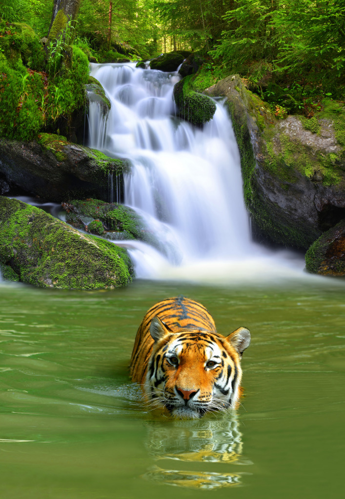 Siberian Tiger Taking a Bath jigsaw puzzle in Waterfalls puzzles on TheJigsawPuzzles.com