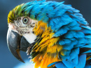 Blue-and-Yellow Macaw