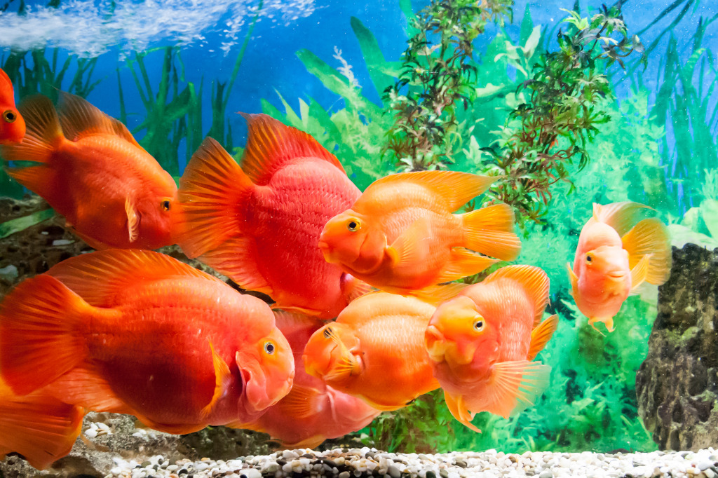 An Aquarium jigsaw puzzle in Under the Sea puzzles on TheJigsawPuzzles.com