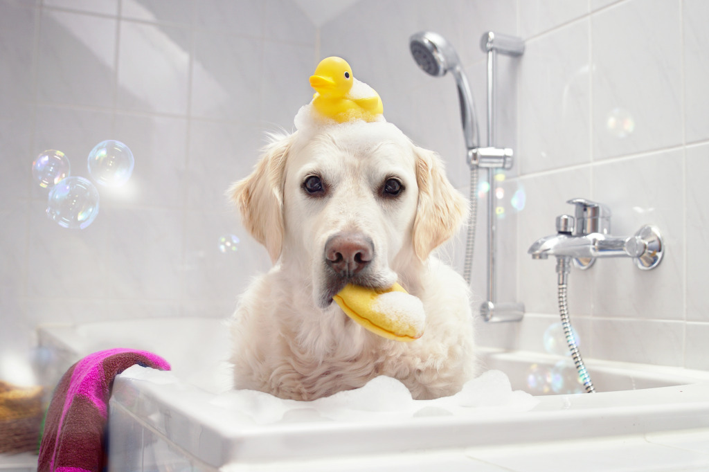 Dog in a Bathtub jigsaw puzzle in Animals puzzles on TheJigsawPuzzles.com