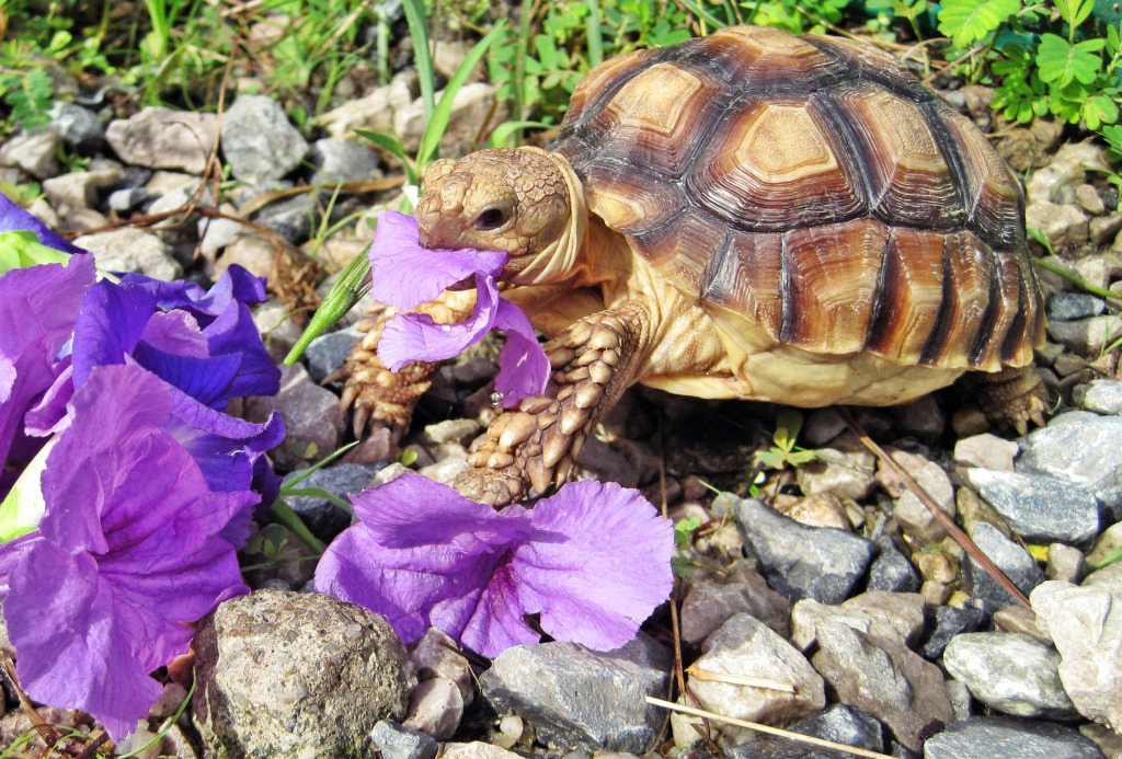 African Spurred Tortoise jigsaw puzzle in Animals puzzles on TheJigsawPuzzles.com