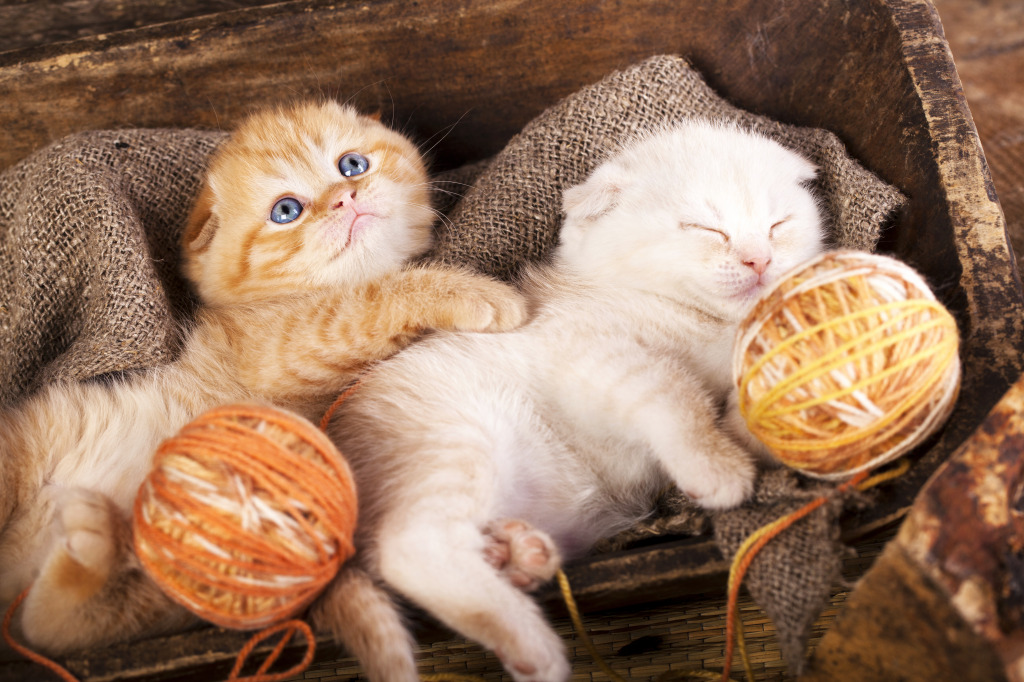 Kittens Sleeping with a Ball of Wool jigsaw puzzle in Puzzle of the Day puzzles on TheJigsawPuzzles.com