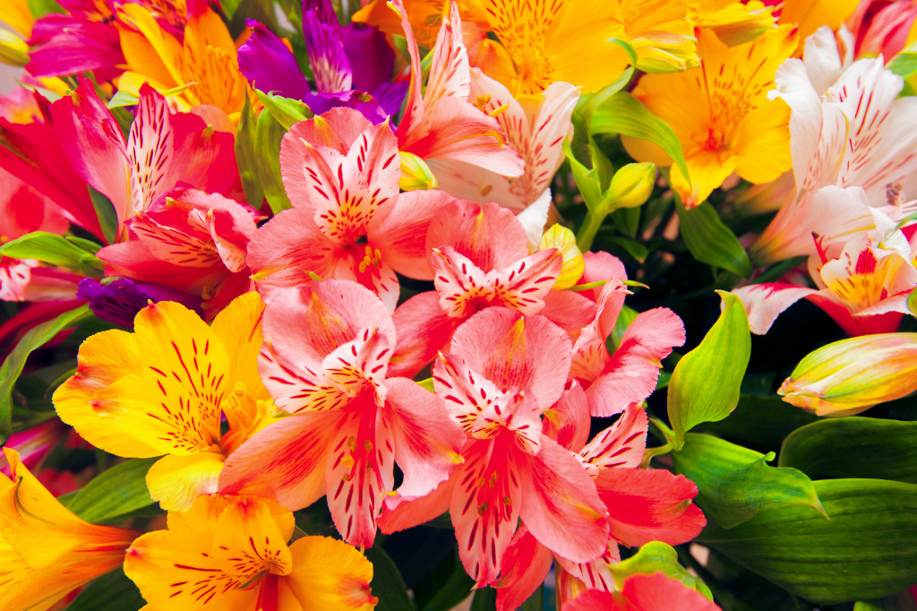 Bouquet of Lilies jigsaw puzzle in Flowers puzzles on TheJigsawPuzzles.com