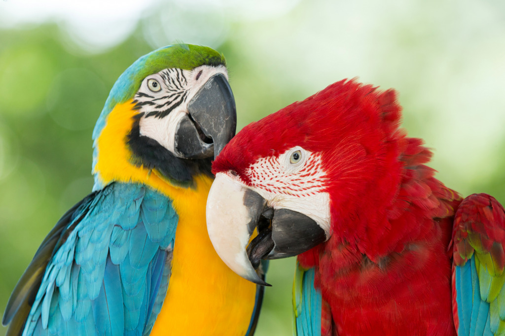 Colorful Macaws jigsaw puzzle in Animals puzzles on TheJigsawPuzzles.com
