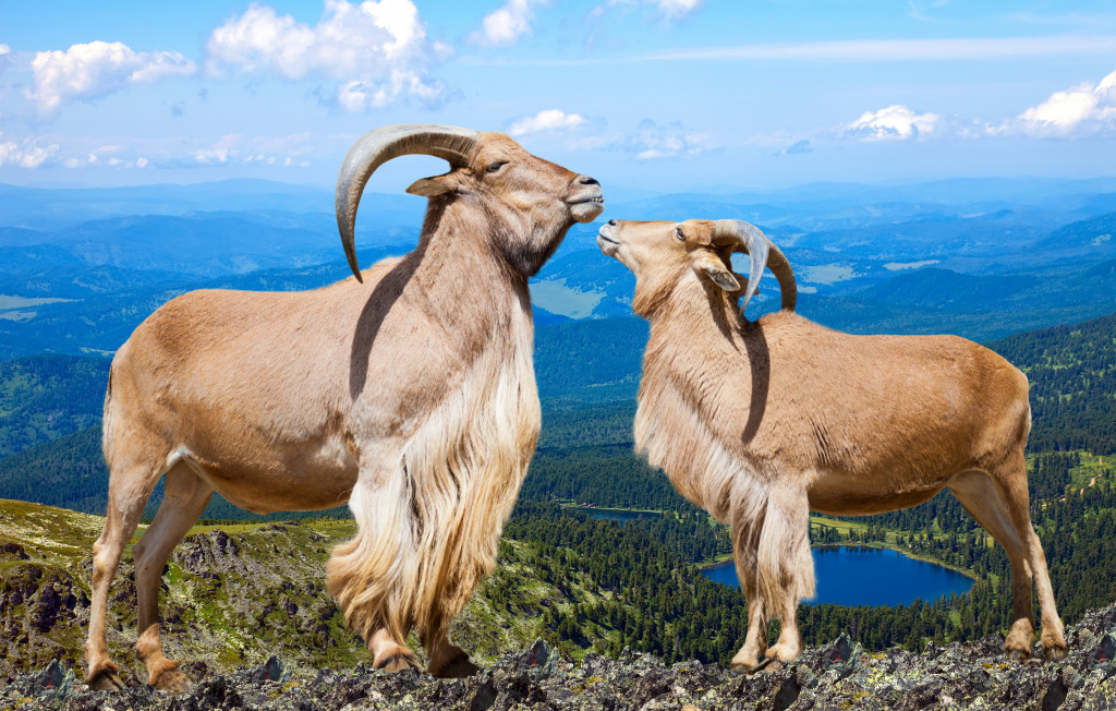 Barbary Sheep jigsaw puzzle in Animals puzzles on TheJigsawPuzzles.com