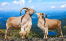 Barbary Sheep