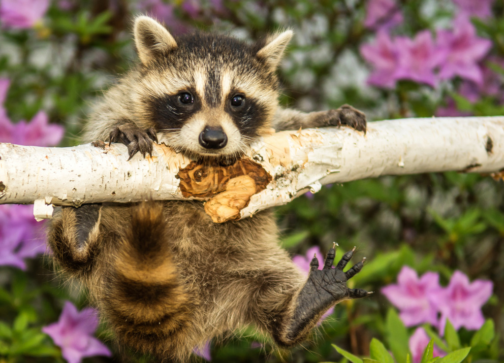 Baby Raccoon jigsaw puzzle in Animals puzzles on TheJigsawPuzzles.com