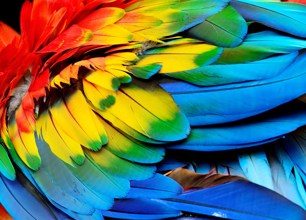 Scarlet Macaw Feathers jigsaw puzzle in Puzzle of the Day puzzles on TheJigsawPuzzles.com