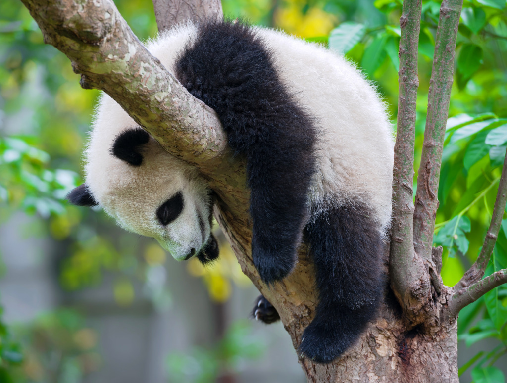 Lazy Panda jigsaw puzzle in Animals puzzles on TheJigsawPuzzles.com