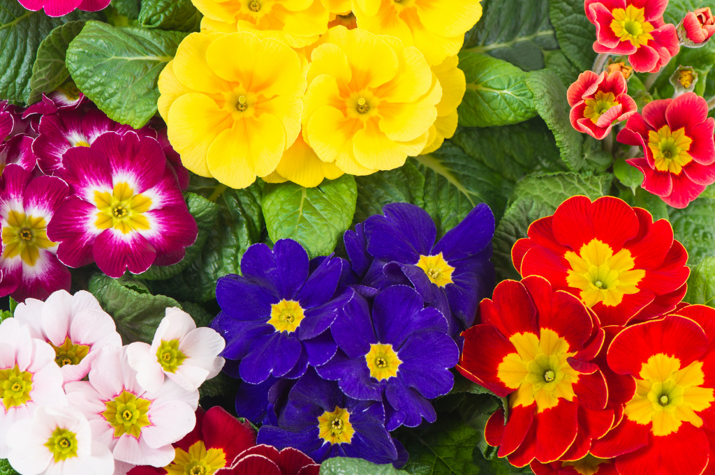 Spring Primula jigsaw puzzle in Flowers puzzles on TheJigsawPuzzles.com