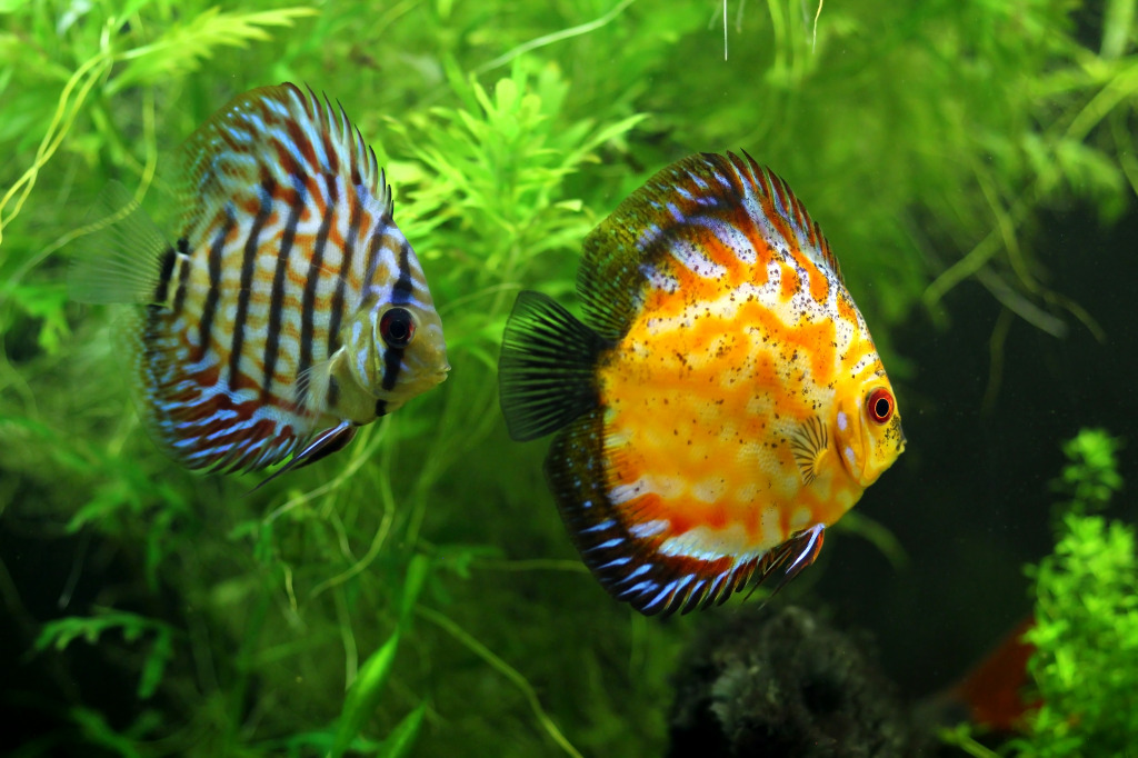 Discus Fish jigsaw puzzle in Under the Sea puzzles on TheJigsawPuzzles.com