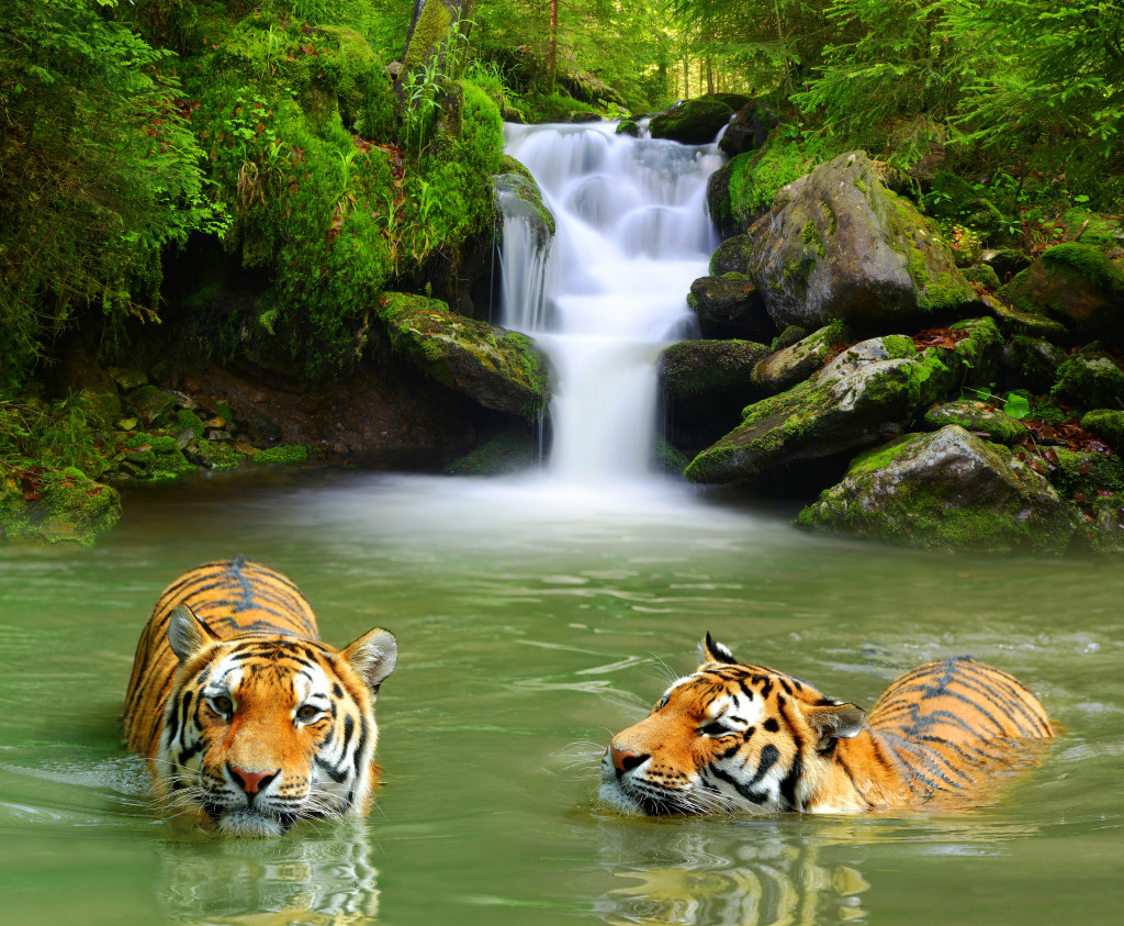 Siberian Tigers jigsaw puzzle in Waterfalls puzzles on TheJigsawPuzzles.com