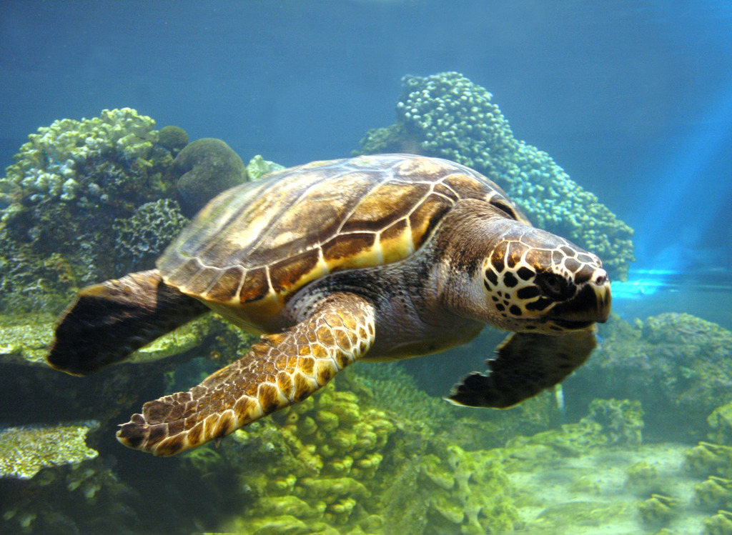 Sea Turtle jigsaw puzzle in Animals puzzles on TheJigsawPuzzles.com