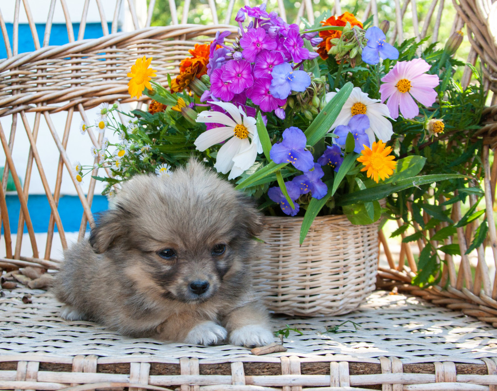 Puppy Sitting by the Flower Basket jigsaw puzzle in Flowers puzzles on TheJigsawPuzzles.com
