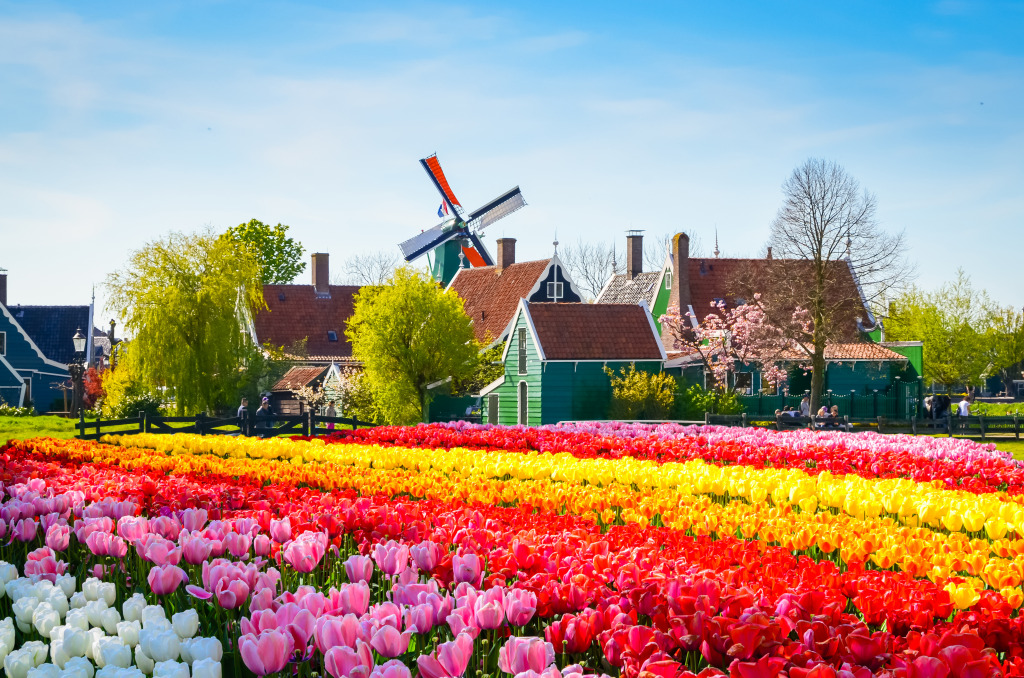 Dutch Landscape with Tulips jigsaw puzzle in Flowers puzzles on TheJigsawPuzzles.com