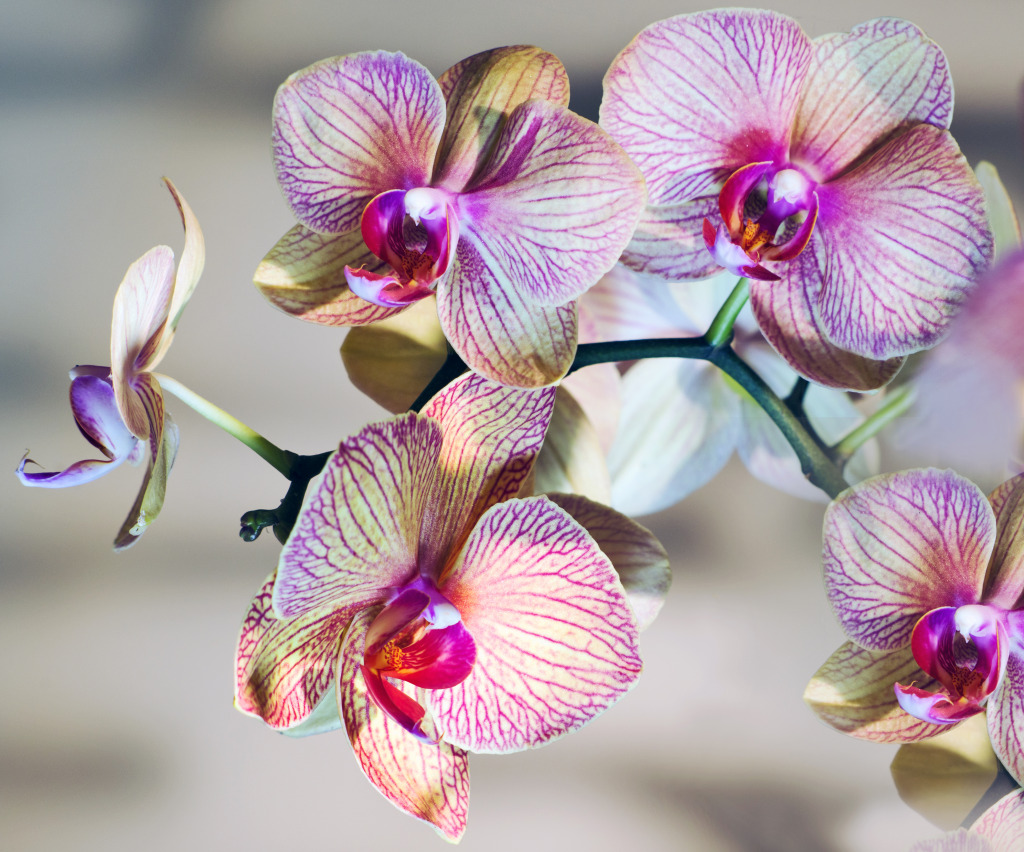 Hybrid Orchid jigsaw puzzle in Macro puzzles on TheJigsawPuzzles.com