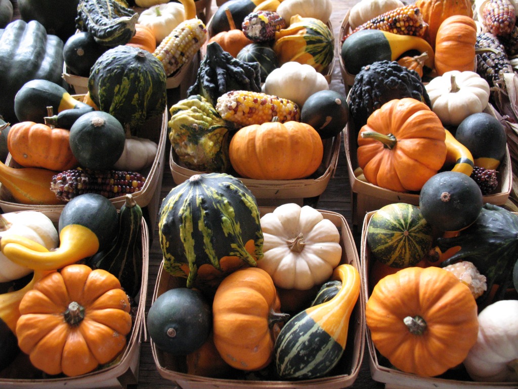 Gourds jigsaw puzzle in Fruits & Veggies puzzles on TheJigsawPuzzles.com