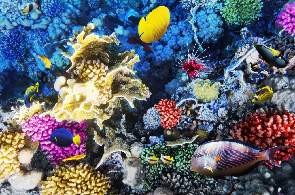 Coral and Fish in the Red Sea jigsaw puzzle in Under the Sea puzzles on TheJigsawPuzzles.com