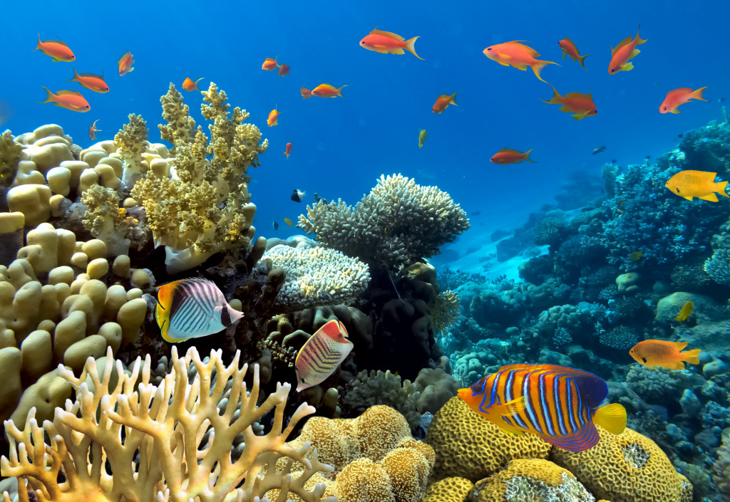 Coral Reef jigsaw puzzle in Under the Sea puzzles on TheJigsawPuzzles.com