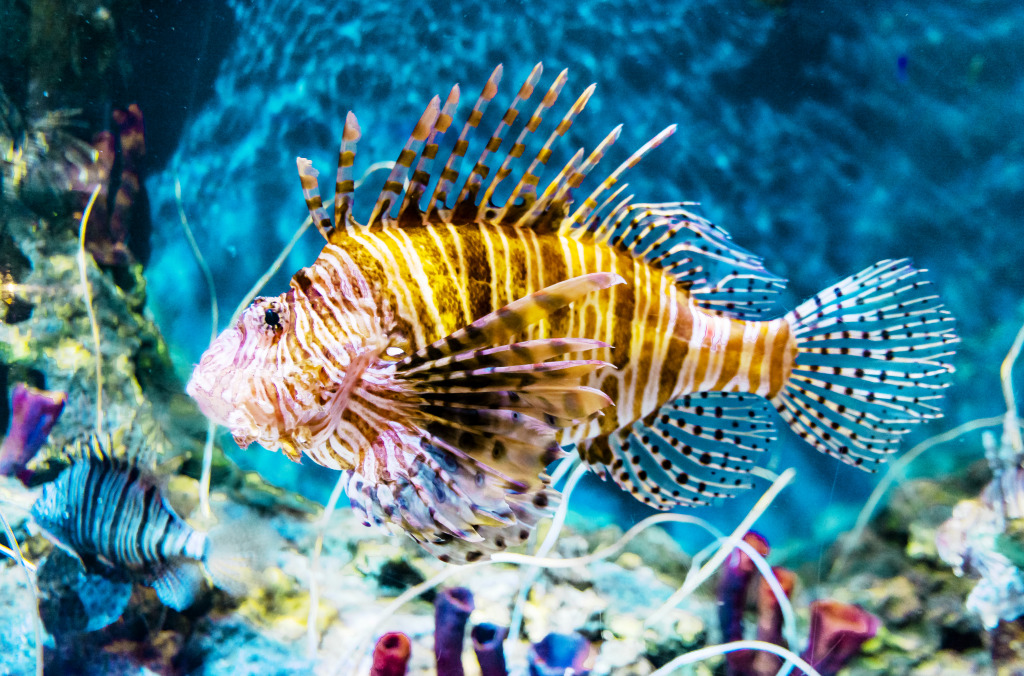 Lionfish jigsaw puzzle in Under the Sea puzzles on TheJigsawPuzzles.com