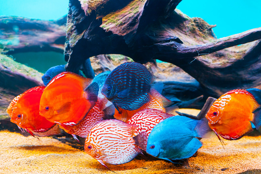 Colorful Fish in the Aquarium jigsaw puzzle in Under the Sea puzzles on TheJigsawPuzzles.com