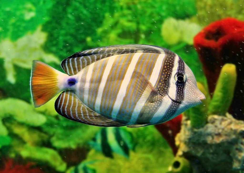 Striped Marine Fish jigsaw puzzle in Under the Sea puzzles on TheJigsawPuzzles.com