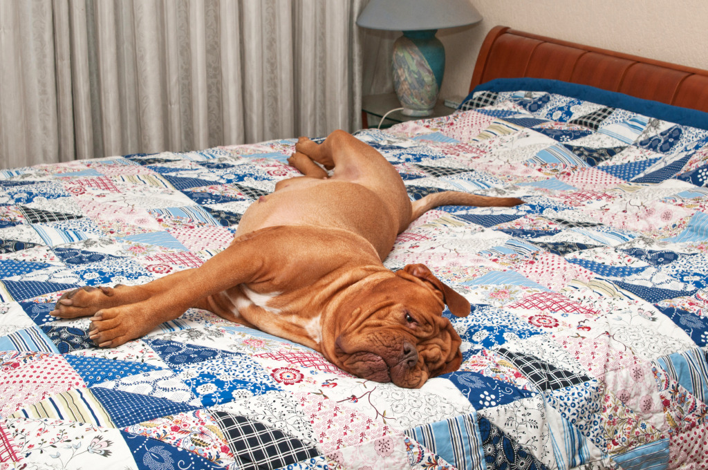 French Mastiff and Patchwork Quilt jigsaw puzzle in Handmade puzzles on TheJigsawPuzzles.com