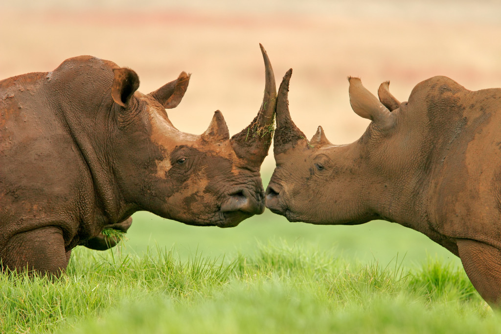 Two White Rhinoceros jigsaw puzzle in Animals puzzles on TheJigsawPuzzles.com