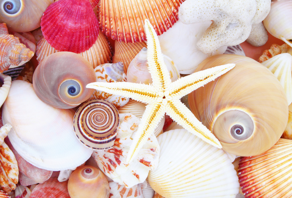 Seashells and Starfish jigsaw puzzle in Macro puzzles on TheJigsawPuzzles.com