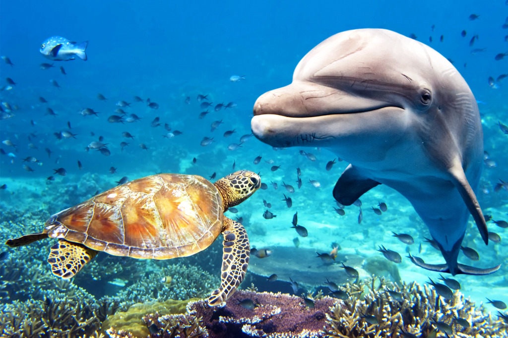 A Dolphin and a Turtle jigsaw puzzle in Under the Sea puzzles on TheJigsawPuzzles.com