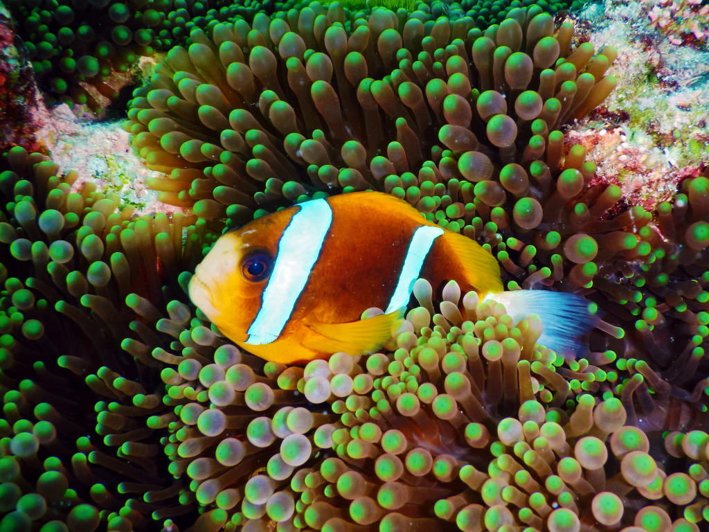 Barrier Reef Anemonefish jigsaw puzzle in Under the Sea puzzles on TheJigsawPuzzles.com