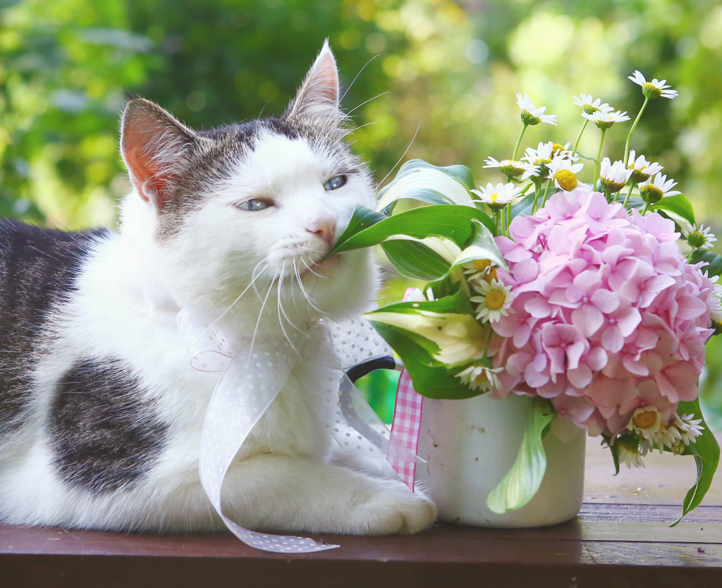 Blue-eyed Siberian Cat jigsaw puzzle in Animals puzzles on TheJigsawPuzzles.com