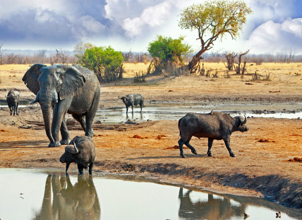 Hwange National Park, Zimbabwe jigsaw puzzle in Animals puzzles on TheJigsawPuzzles.com