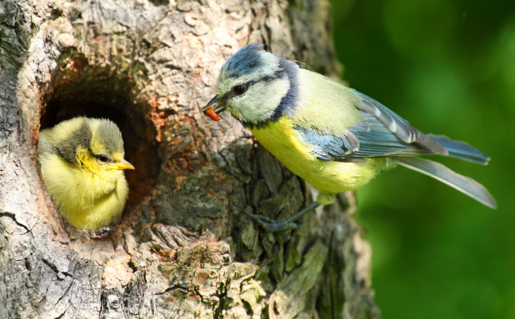Blue Tit jigsaw puzzle in Animals puzzles on TheJigsawPuzzles.com