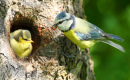 Blue Tit