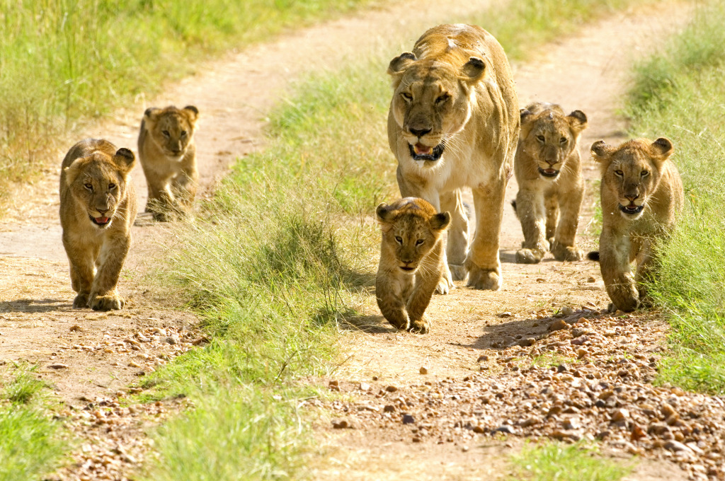 Lioness Walking Her Cubs jigsaw puzzle in Animals puzzles on TheJigsawPuzzles.com