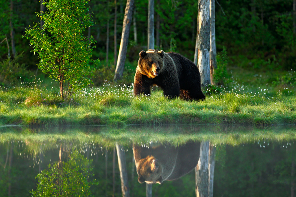 Big Brown Bear jigsaw puzzle in Animals puzzles on TheJigsawPuzzles.com