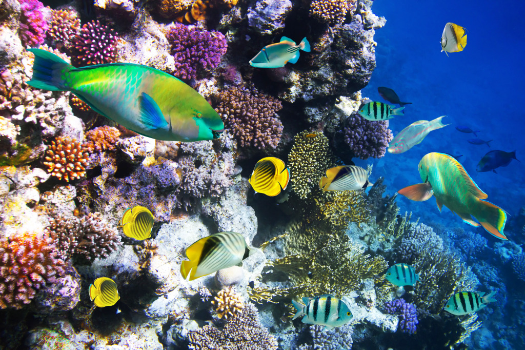 Tropical Fish on a Coral Reef jigsaw puzzle in Under the Sea puzzles on TheJigsawPuzzles.com