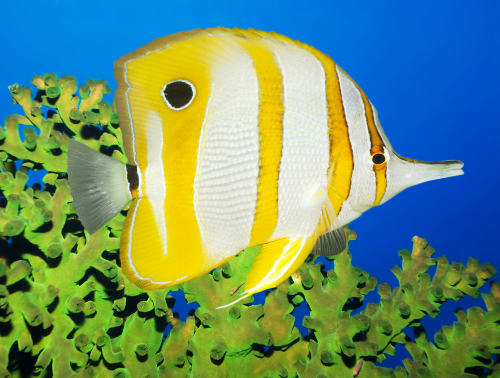 Butterflyfish and Green Coral jigsaw puzzle in Under the Sea puzzles on TheJigsawPuzzles.com