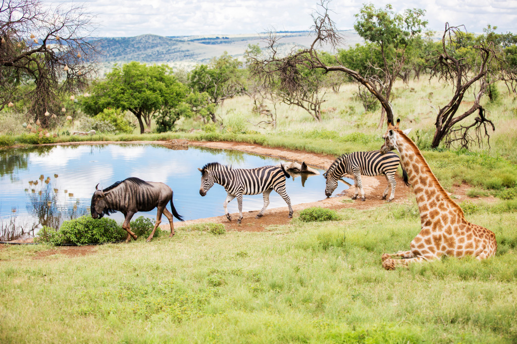 South African Animals jigsaw puzzle in Animals puzzles on TheJigsawPuzzles.com