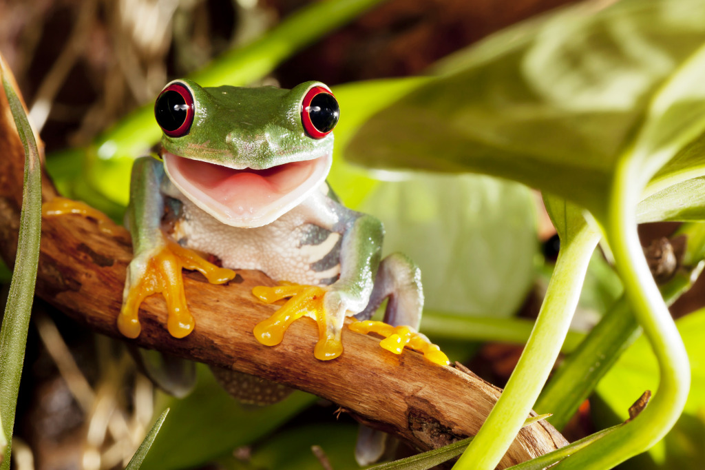 Red-Eyed Tree Frog jigsaw puzzle in Puzzle of the Day puzzles on TheJigsawPuzzles.com