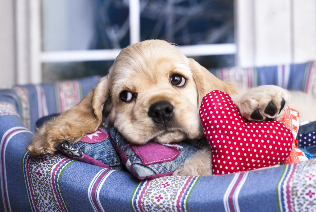 American Cocker Spaniel jigsaw puzzle in Puzzle of the Day puzzles on TheJigsawPuzzles.com