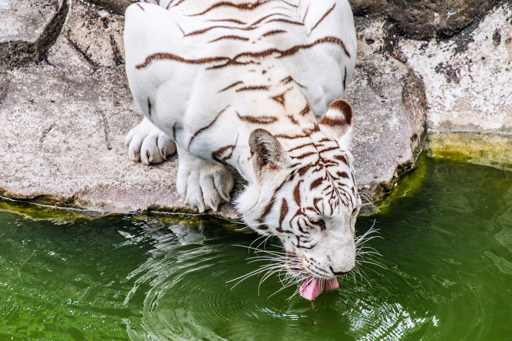 White Tiger Drinking Water jigsaw puzzle in Animals puzzles on TheJigsawPuzzles.com
