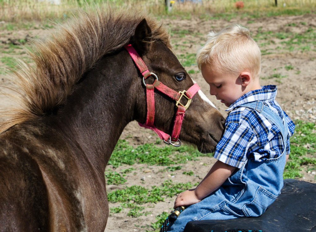 Friendly Miniature Horse jigsaw puzzle in Animals puzzles on TheJigsawPuzzles.com