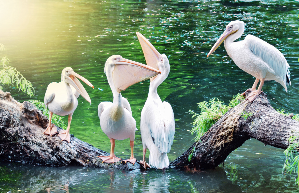 Pelicans jigsaw puzzle in Animals puzzles on TheJigsawPuzzles.com