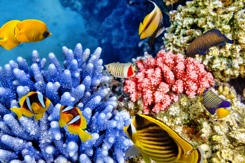 Beautiful Underwater World jigsaw puzzle in Under the Sea puzzles on TheJigsawPuzzles.com