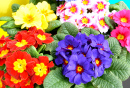 Spring Primroses