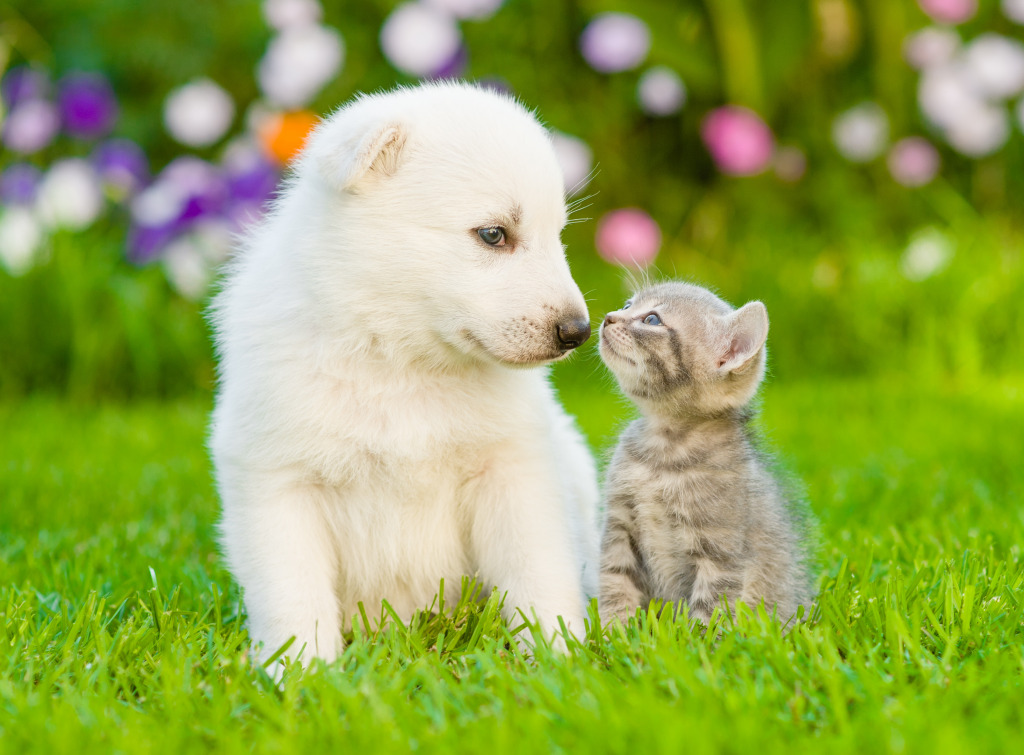 Swiss Shepherd Puppy and a Kitten jigsaw puzzle in Puzzle of the Day puzzles on TheJigsawPuzzles.com