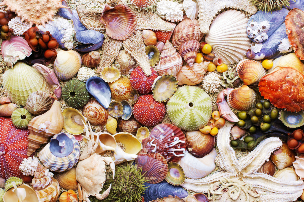 Norwegian Coast Seashells jigsaw puzzle in Puzzle of the Day puzzles on TheJigsawPuzzles.com